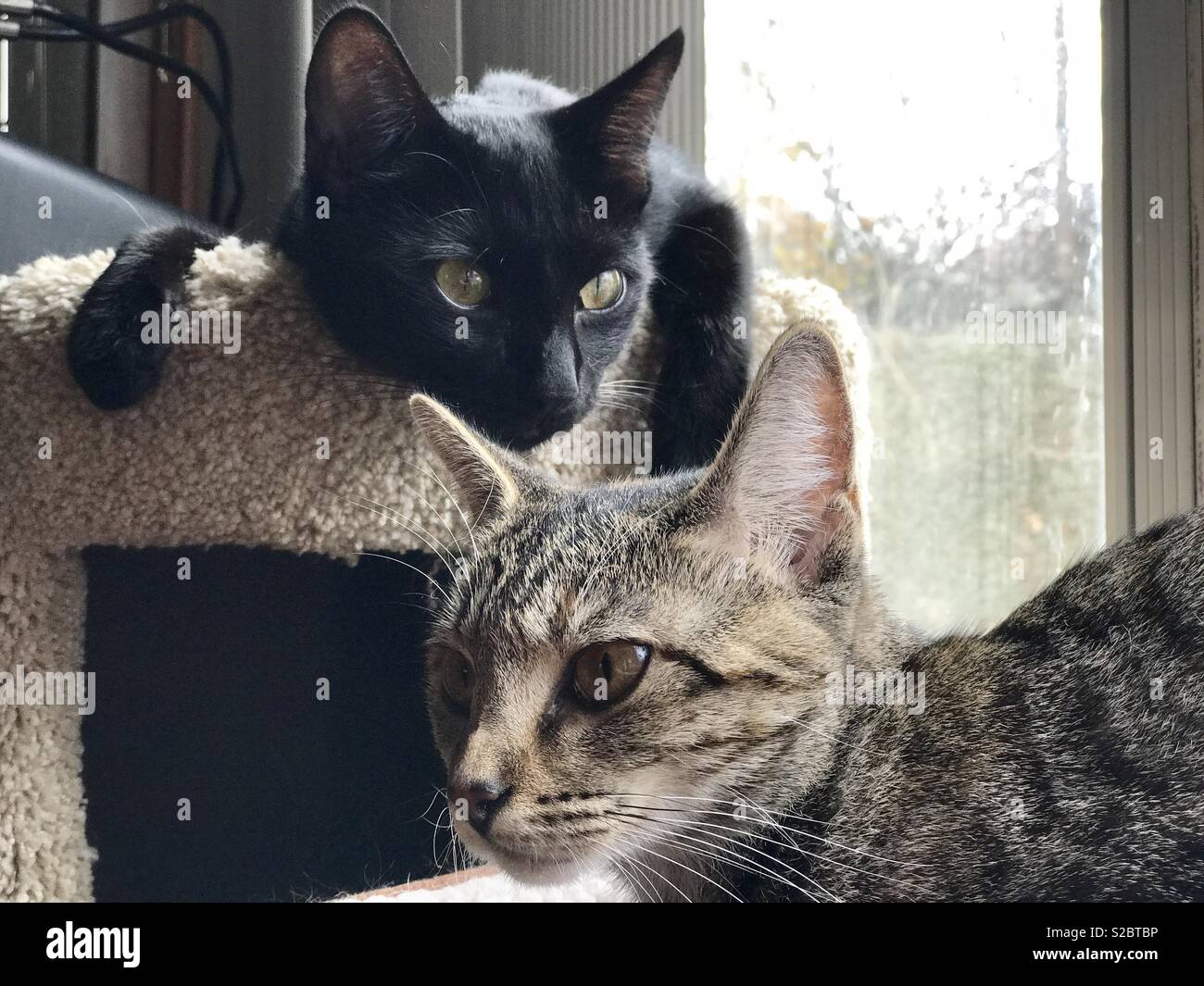 Portrait de deux champs de shorthair chatons Bombay cat une soeur avec des yeux d'or et une d'or-eyed cat Banque D'Images