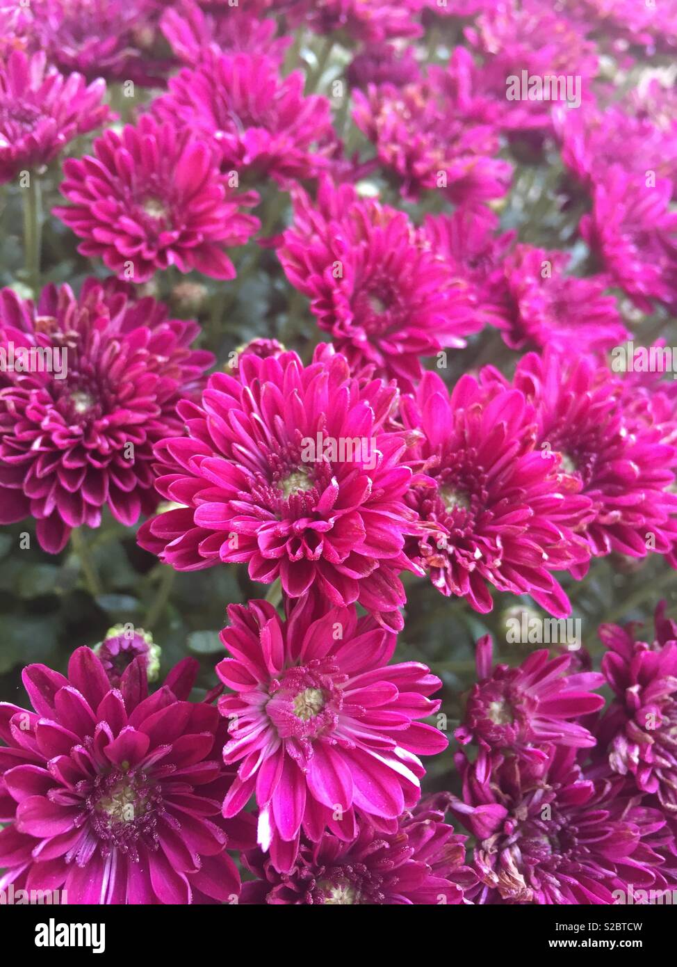 Fleurs de chrysanthème Banque D'Images