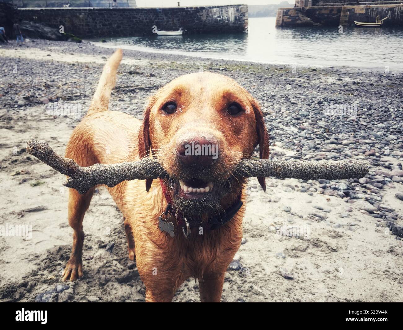 Un très sale chien avec un bâton dans sa bouche Banque D'Images