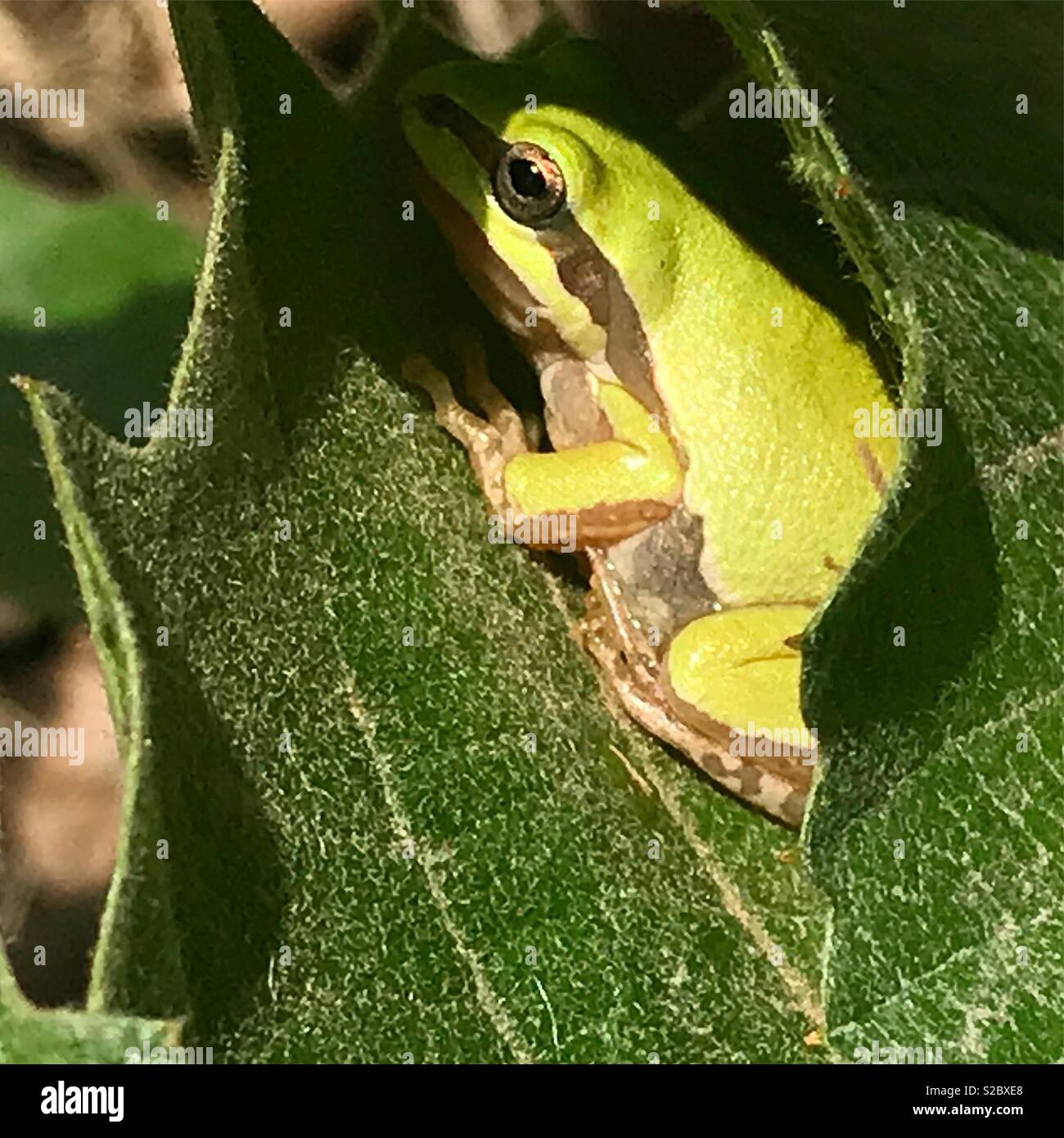 Une grenouille verte se cache dans une plante épineuse à Guanajuato, Mexique Banque D'Images