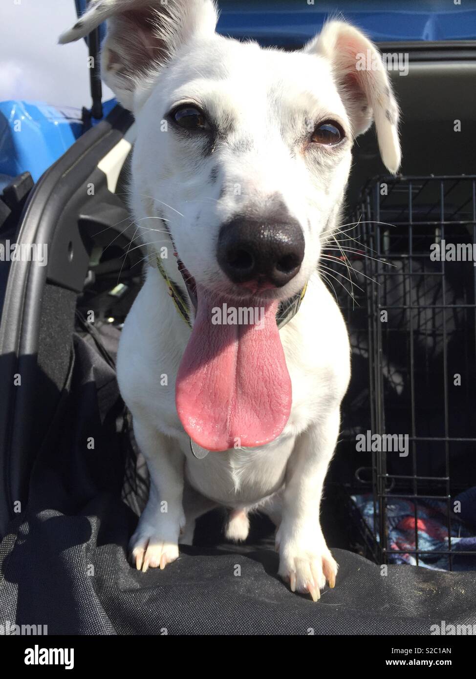 Jack Russel blanc en arrière de voiture Banque D'Images