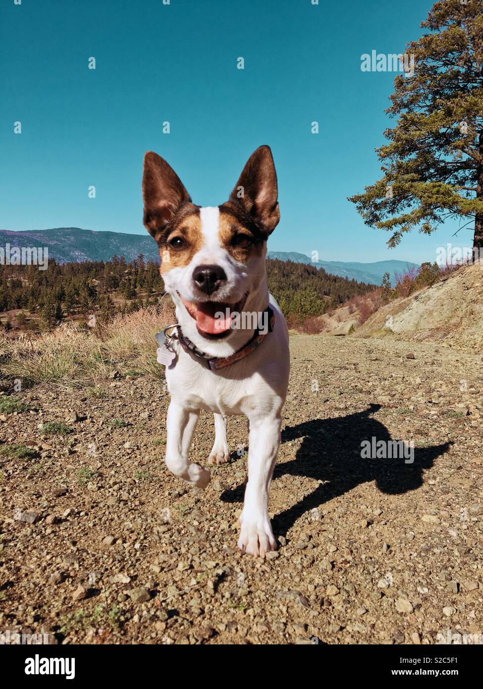 Happy Jack Russell Terrier chien qui court vers l'appareil photo sur une journée ensoleillée sur une queue dans les montagnes. Banque D'Images