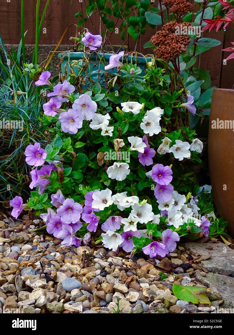 Fleurs de jardin d'automne Banque D'Images