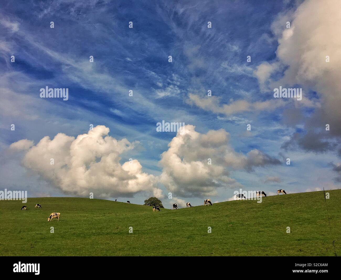 Vaches dans un champ Banque D'Images