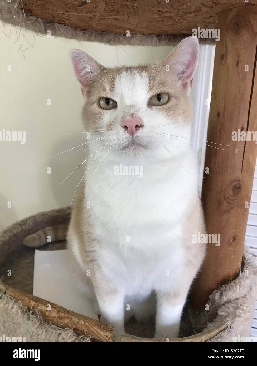 Portrait de la belle ginger et blanc shorthair domestique kitty cat avec les yeux d'Or-ambre Banque D'Images
