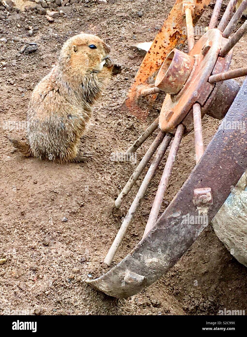 Prairie Dog eating par vieille roue de chariot Banque D'Images