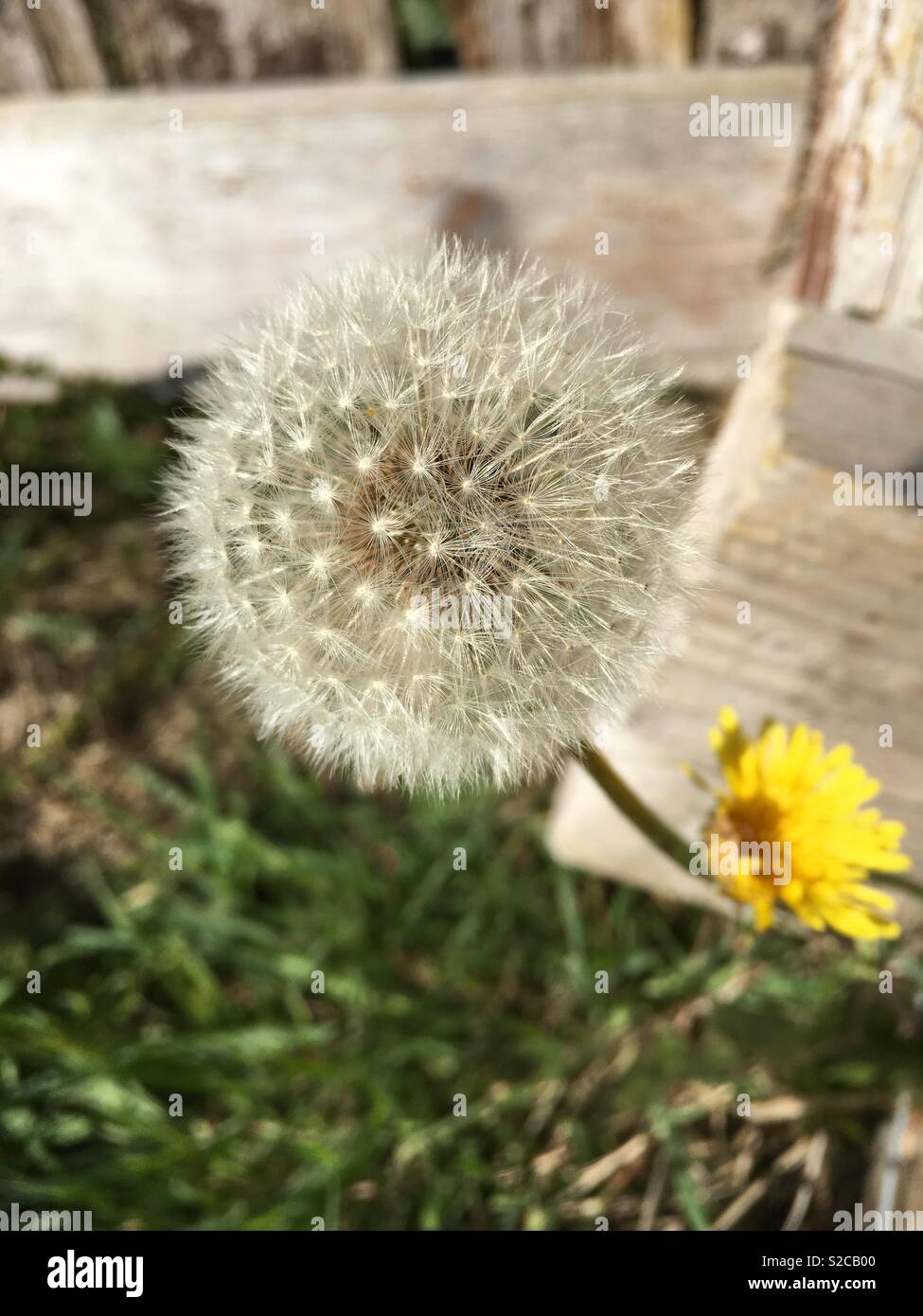 Un dandylion dans les semences Banque D'Images