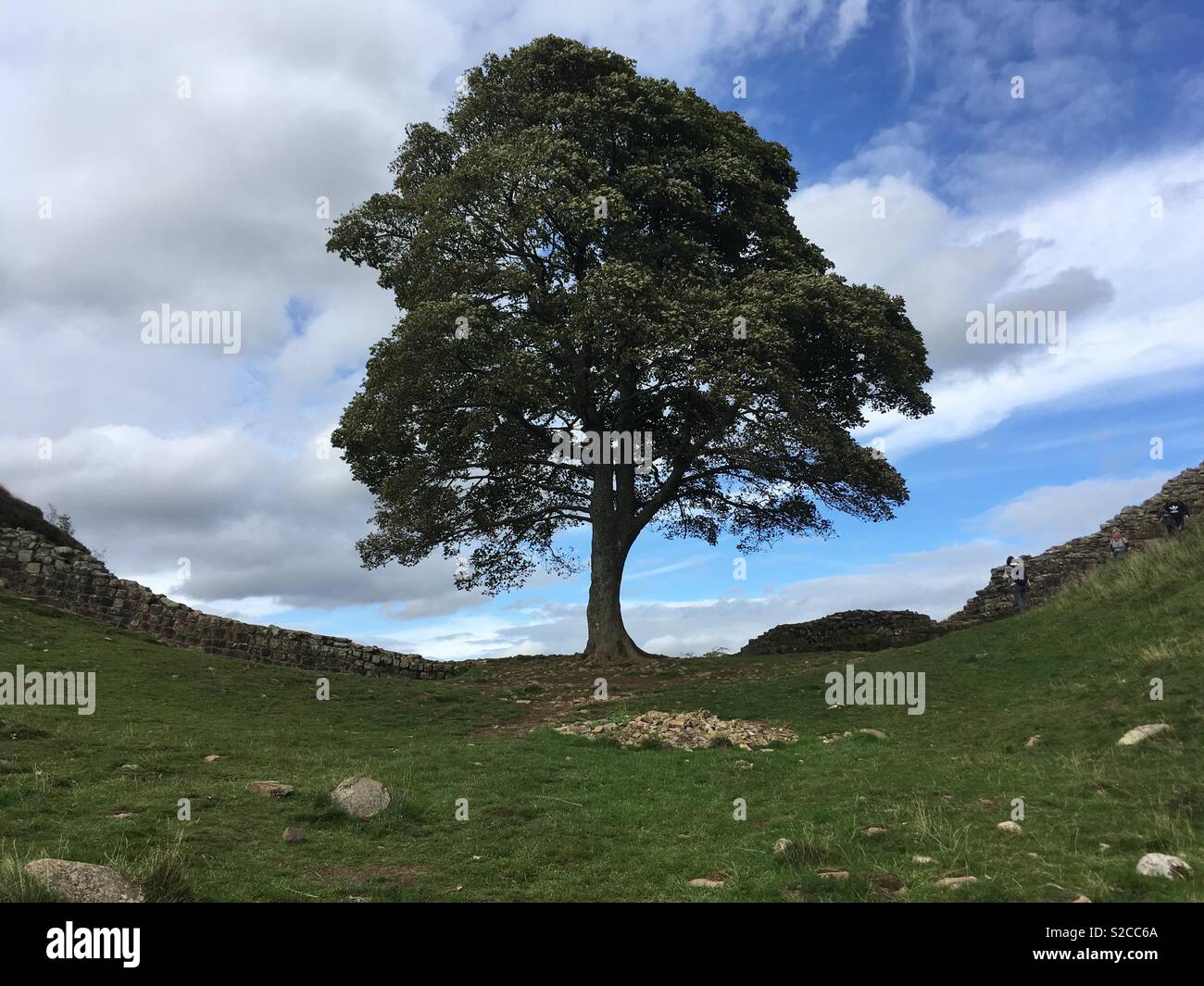 Sycamore Gap - Mur d'Hadrien Banque D'Images