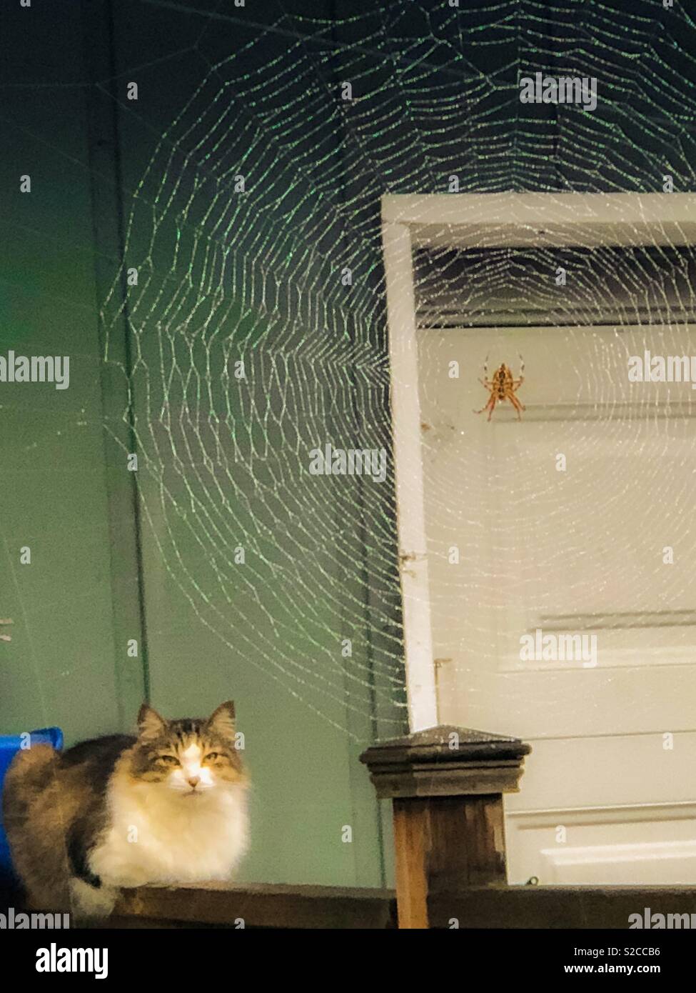 Chat Et L Araignee Photo Stock Alamy Chat Et L Araignee Photo Stock Alamy