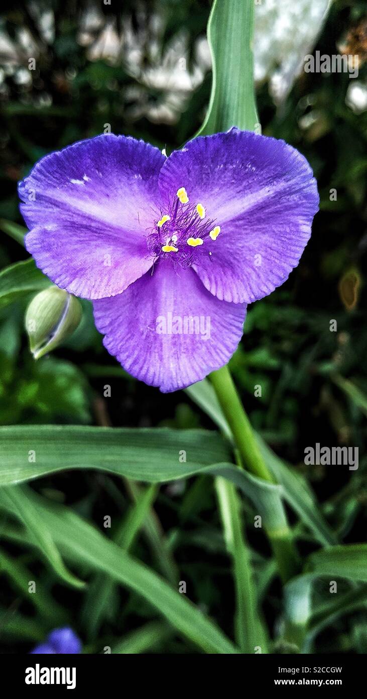 Seule fleur pourpre - Image de stock capturée avec un smartphone
