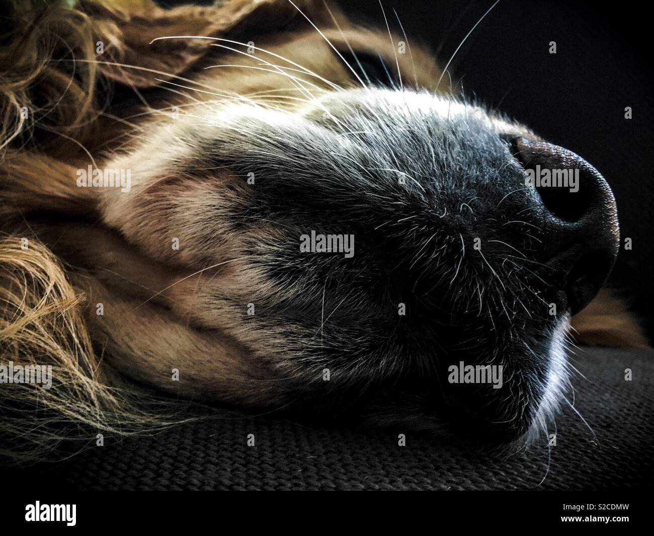 Un chien Golden Retriever couché dormir sur le canapé, Close up - Image de stock capturée avec un smartphone Un chien Golden Retriever couché dormir sur le canapé, Close up - Image de stock capturée avec un smartphone