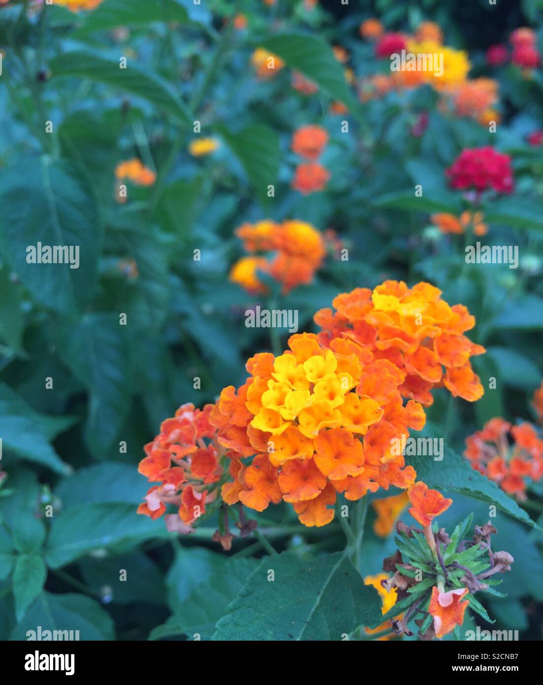 Orange fleurs de printemps sur une journée ensoleillée. Banque D'Images