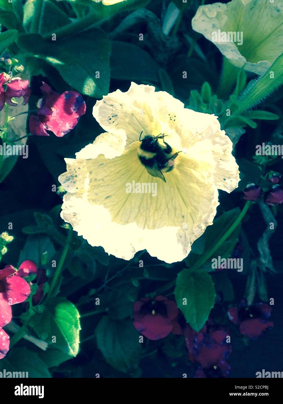 Jardin d'été abeille sur fleur Banque D'Images