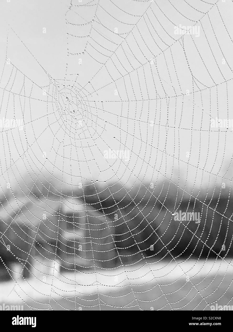 Web d’araignées Banque D'Images