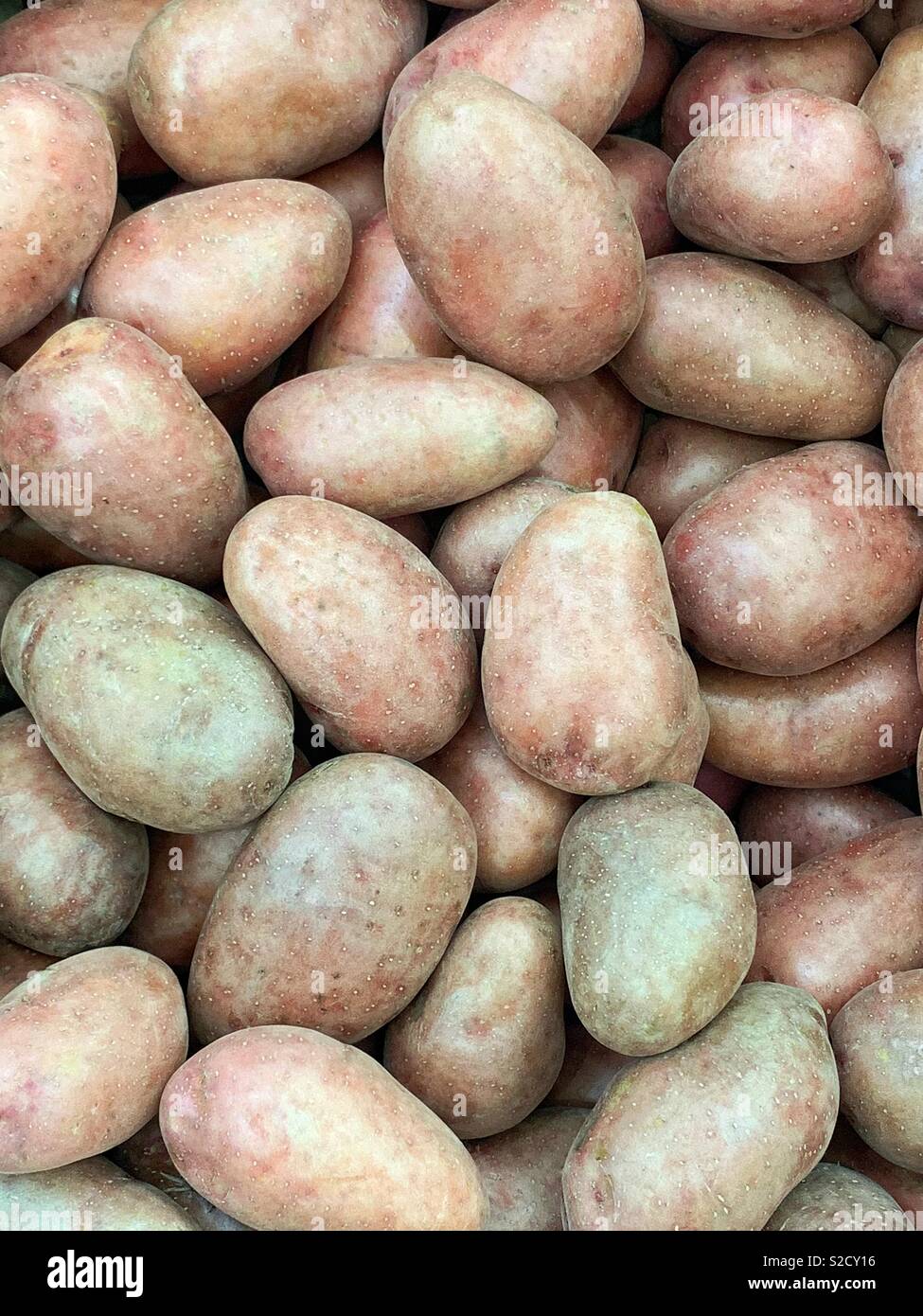 D'une récolte exceptionnelle de la récolte de pommes de terre biologiques en format verticale de l'image. Banque D'Images