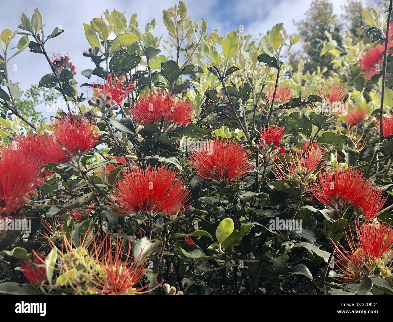 Arbre pohutukawa nouvelle zelande Banque de photographies et d’images à