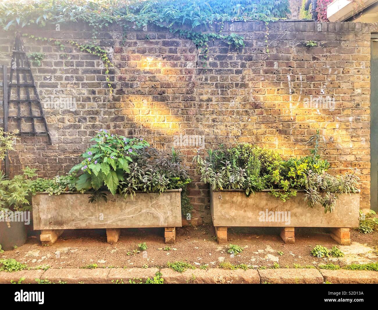 Herbe rustique à travers les semoirs en avant du mur de briques avec la lumière du soleil de l'incliné Banque D'Images
