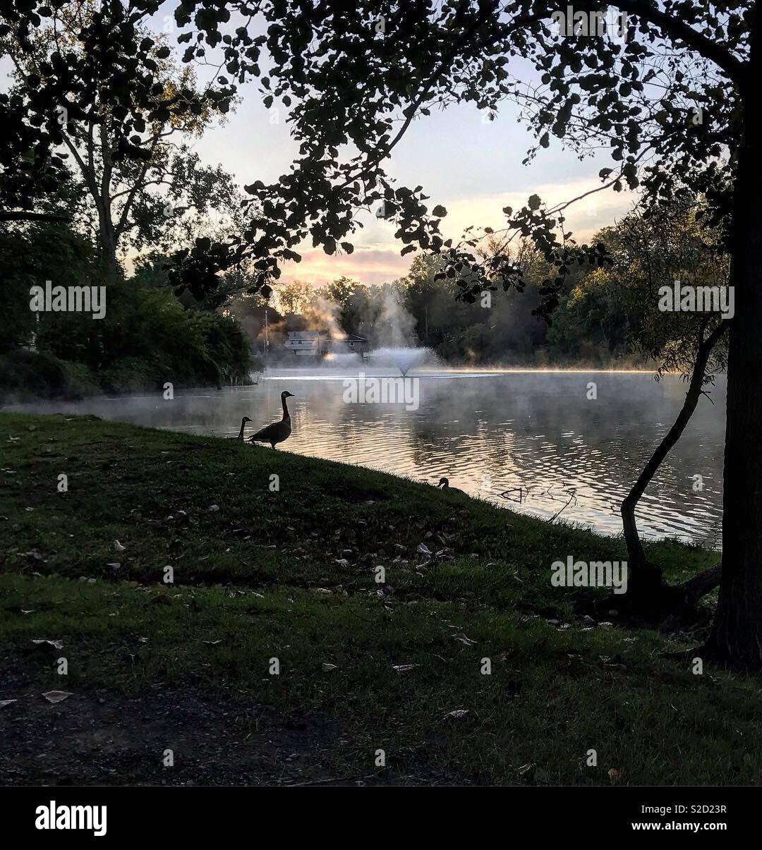 Un matin d'oie pour nager dans l'étang de Buckingham à Albany New York Banque D'Images