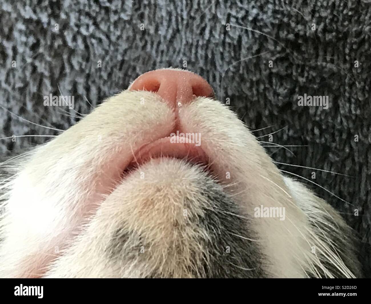 Mon Chaton Dort Avec Sa Langue Dehors Photo Stock Alamy