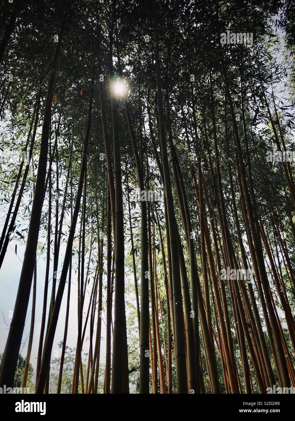 Forêt de bambou, bambou géant Banque D'Images