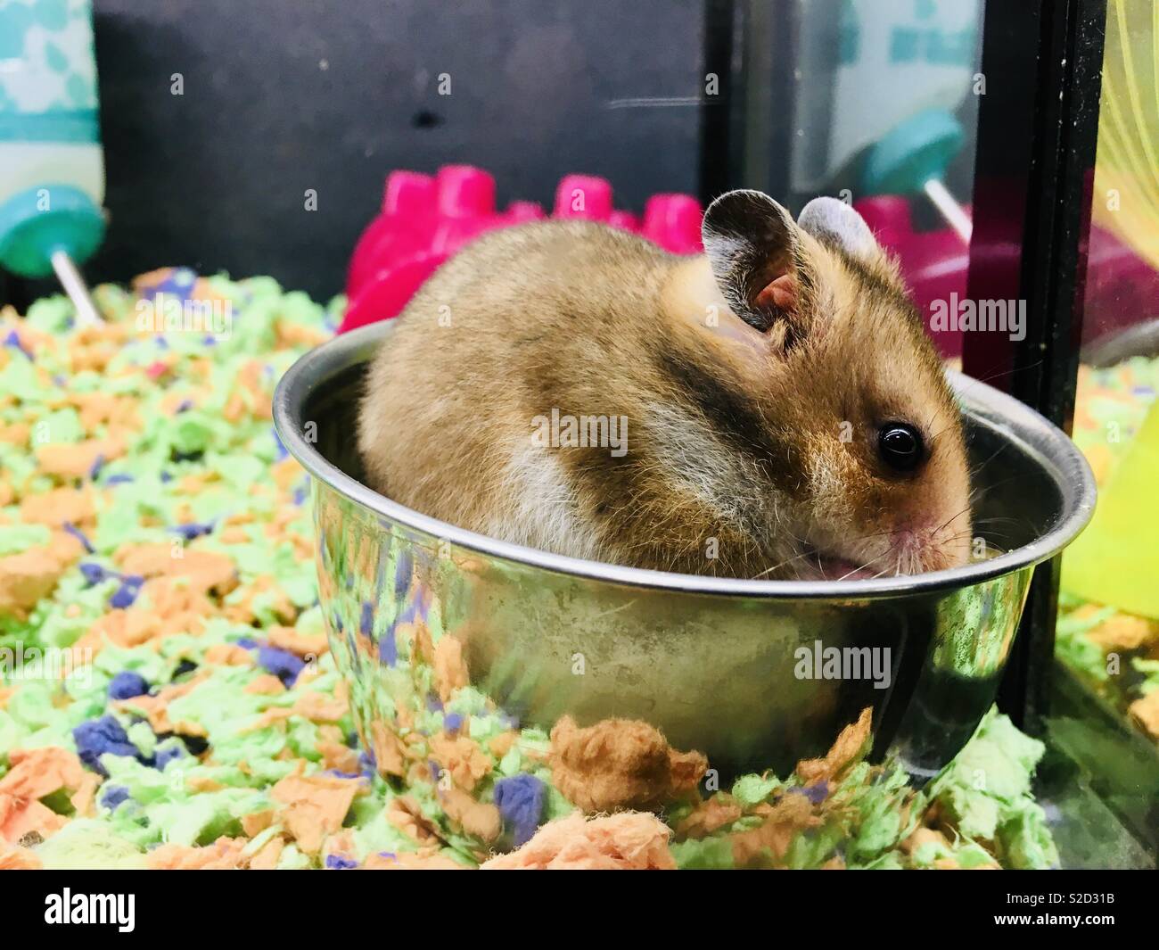 Hamster dans un bol de nourriture Banque de photographies et d'images à  haute résolution - Alamy