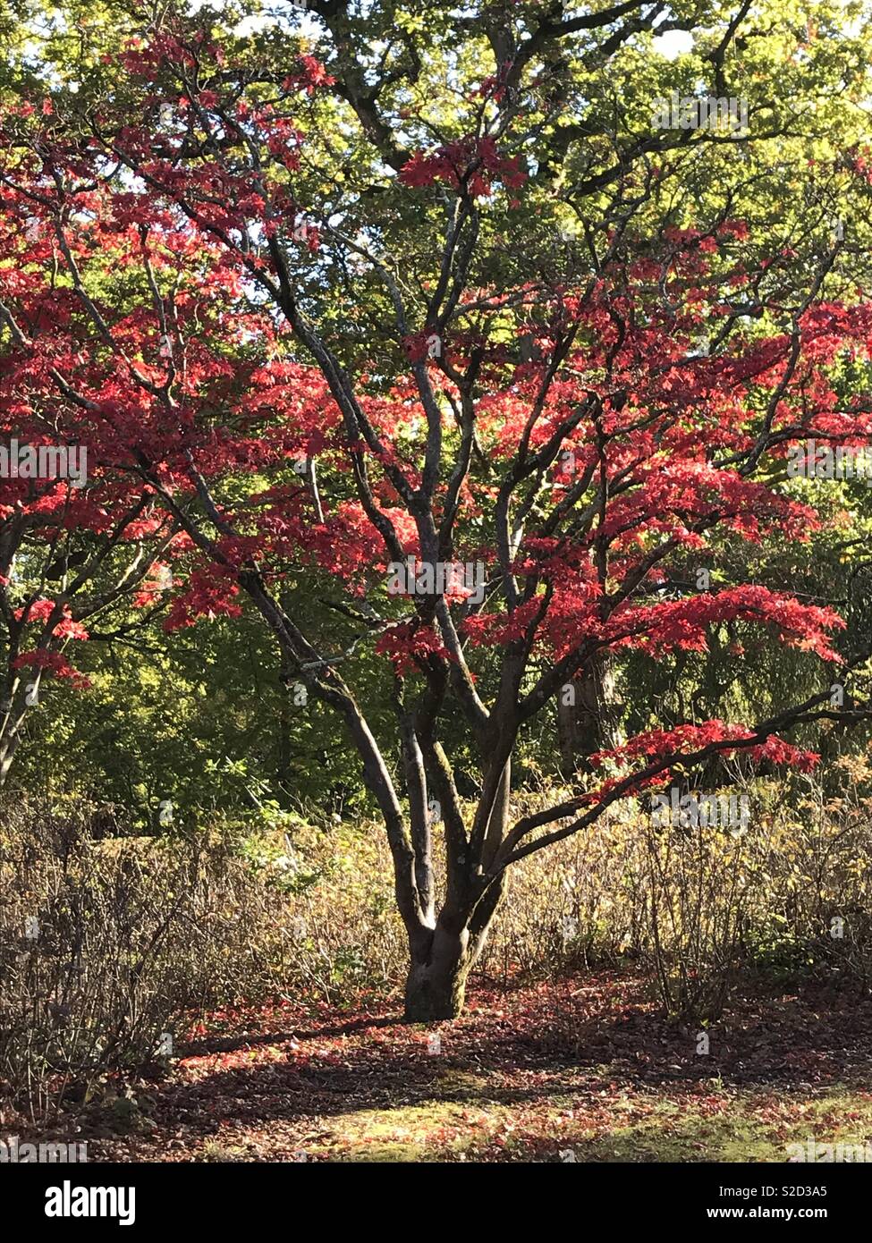 Arbre automne Banque D'Images