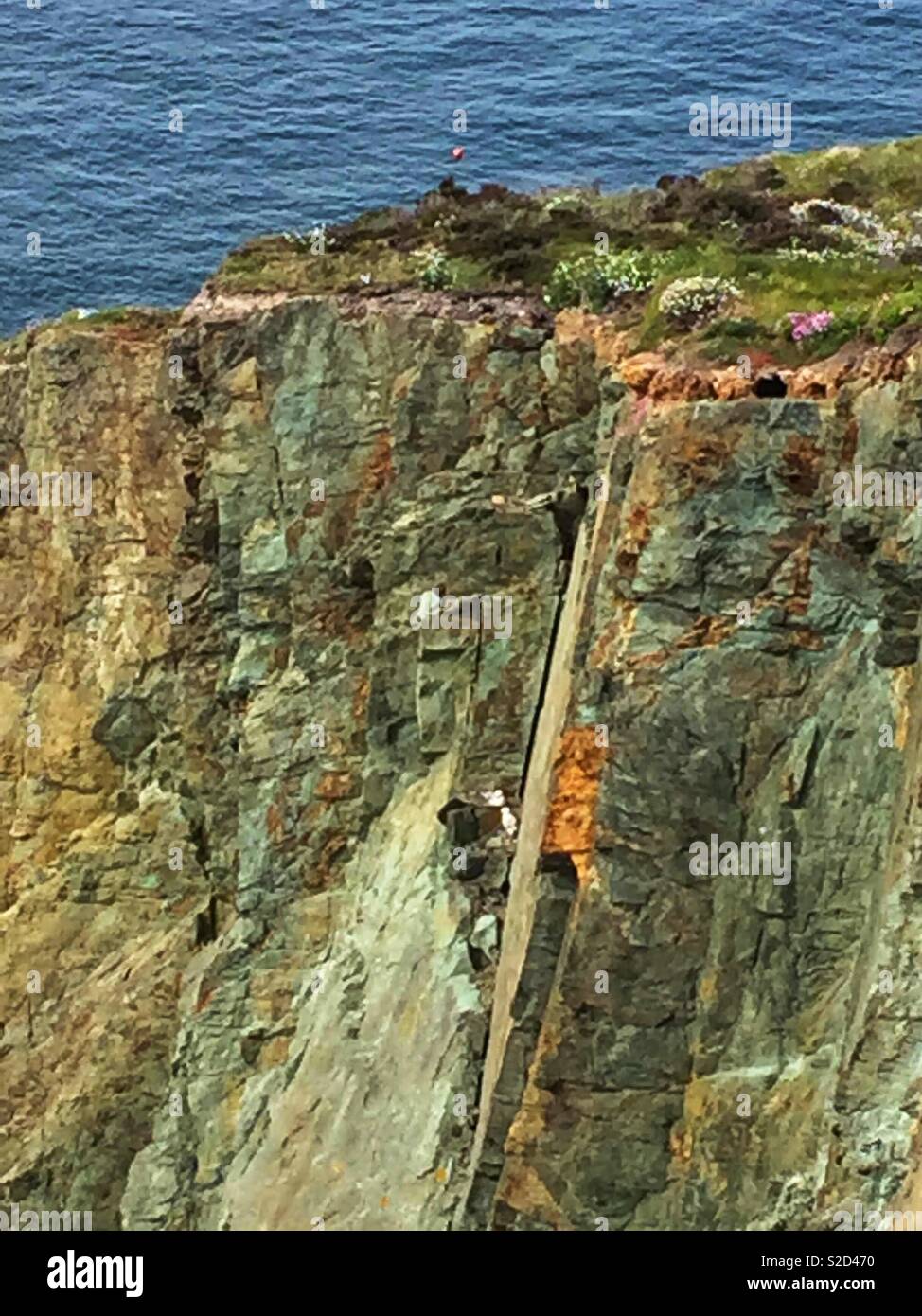 Bord de la falaise abrupte près de Bull Bay 21 Mai 2018 Anglesey Banque D'Images