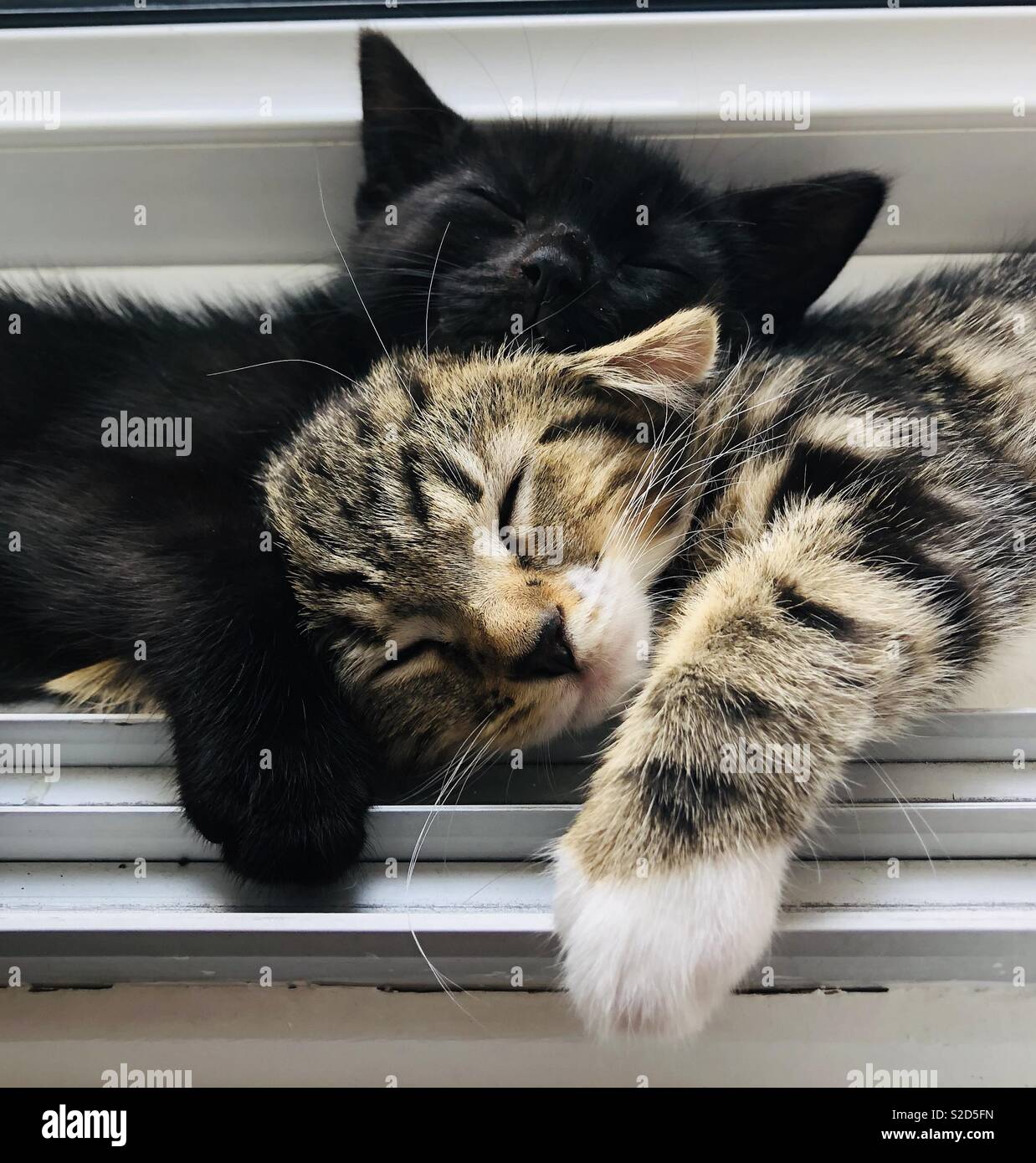 Chaton Calins Soeur Amour Photo Stock Alamy