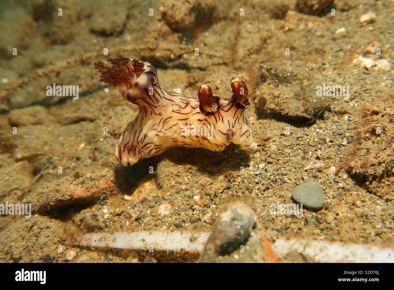 Doublure rouge nudibranche. Ambon en Indonésie Banque D'Images