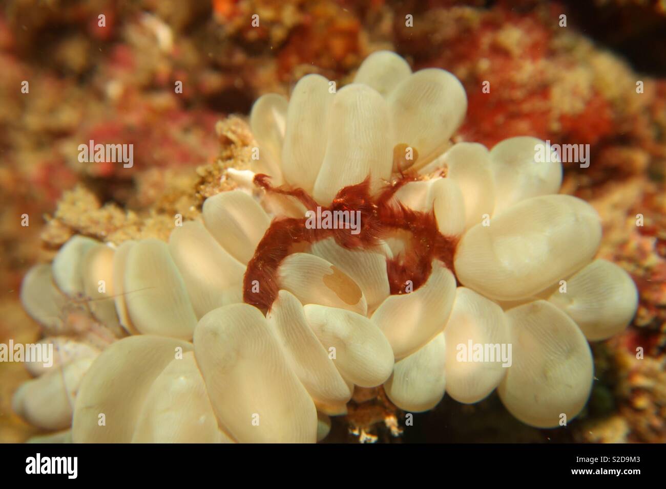 Crabe orang outang bulle sur le corail. Raja Ampat Infonesia - Image de stock capturée avec un smartphone