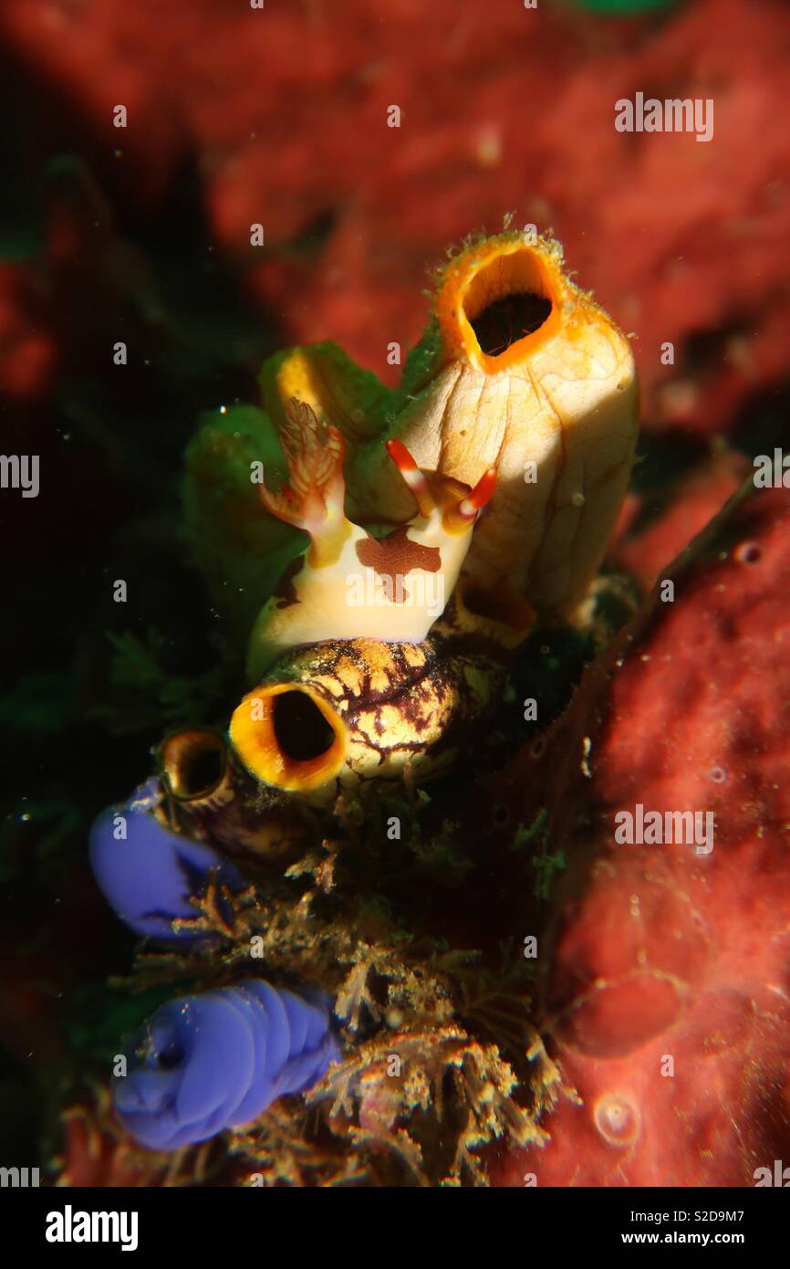 Nudibranche sur des cornets nasaux. Raja Ampat Indonésie Banque D'Images