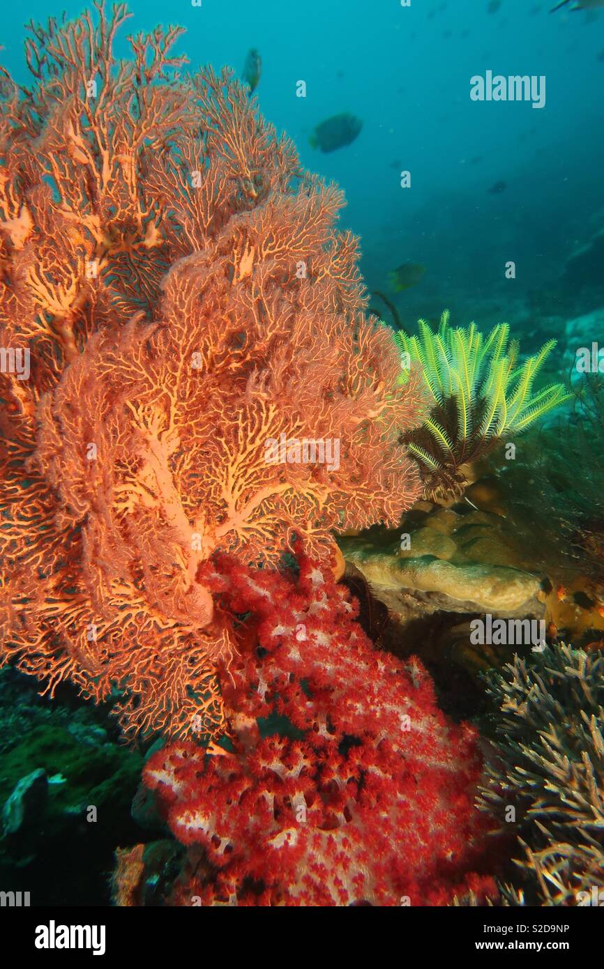 Soft coral et ventilateur. Raja Ampat Indonésie Banque D'Images