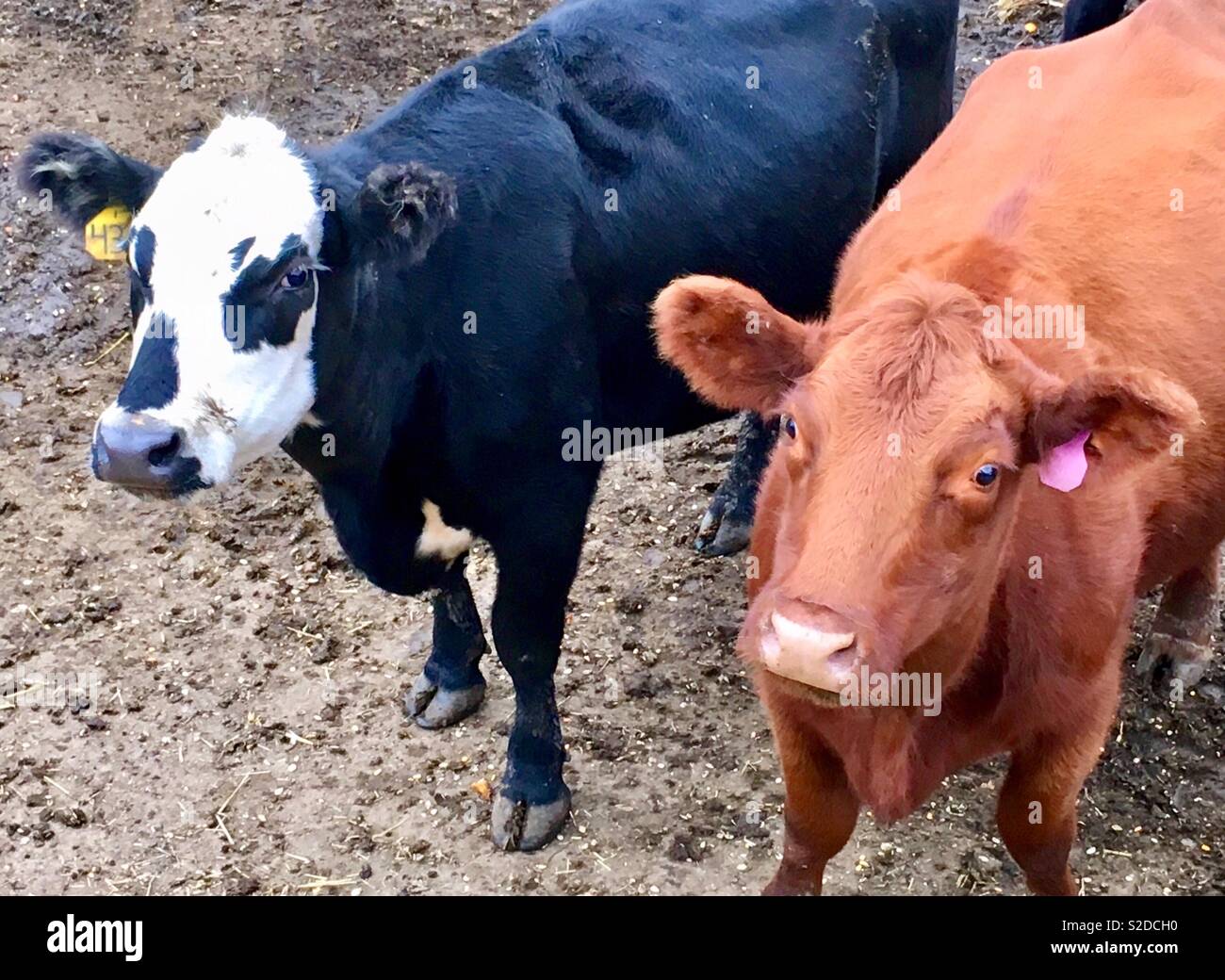 Baldy noir vache Black Angus et red angus une génisse avec étiquettes d'oreilles dans les pâturages boueux - Image de stock capturée avec un smartphone