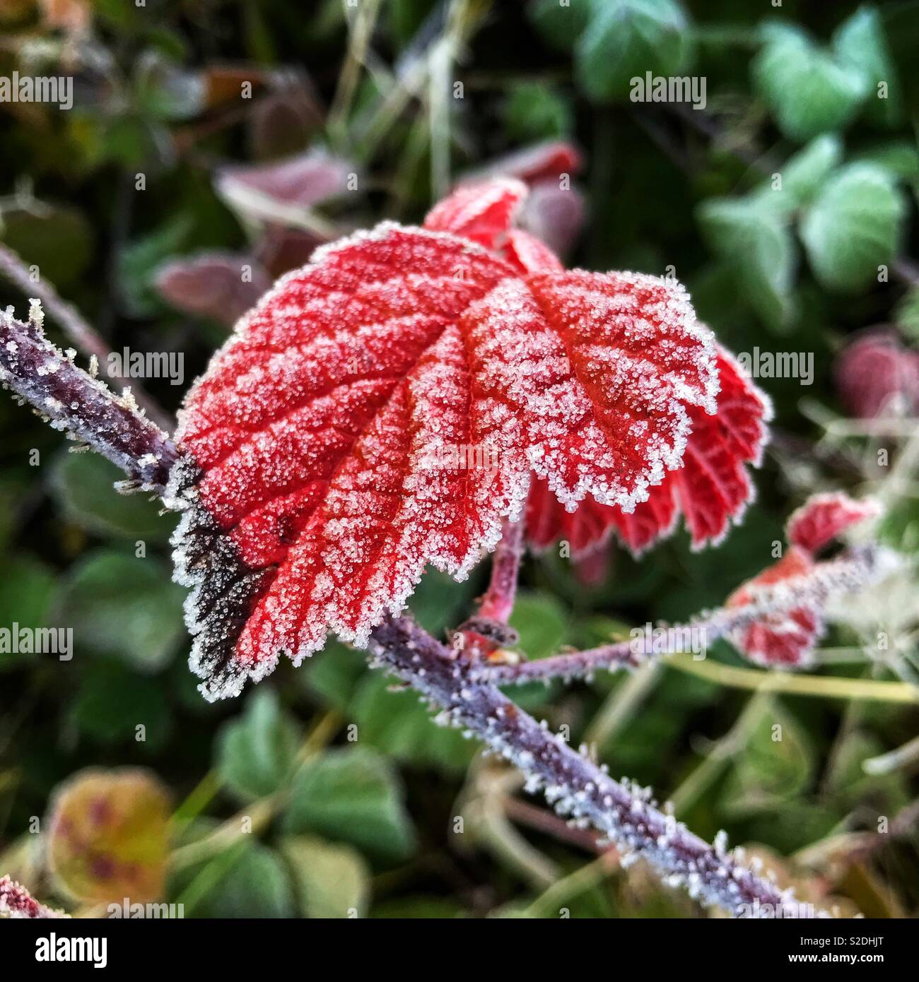 Avec le gel des feuilles Bramble - Image de stock capturée avec un smartphone