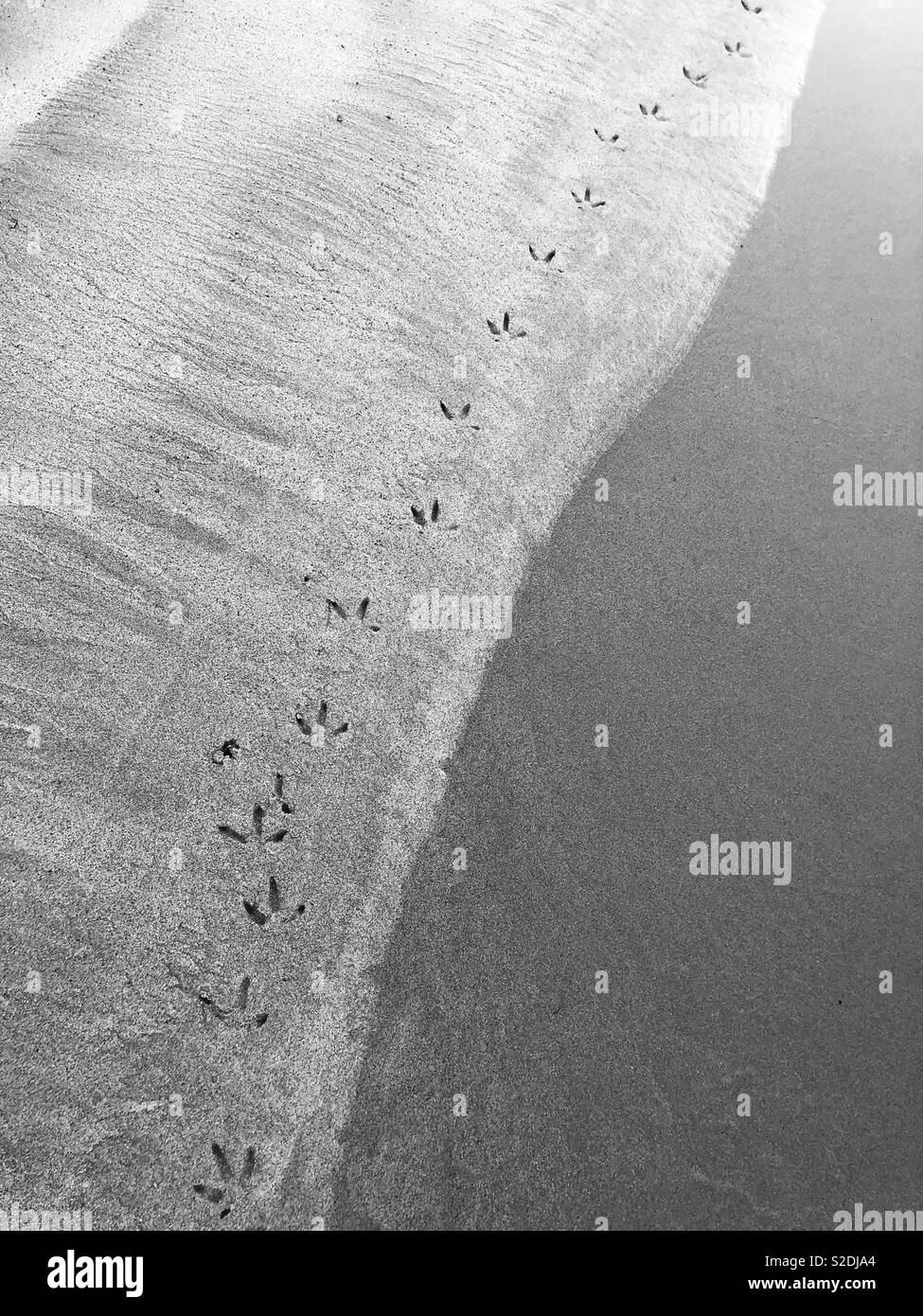 Les empreintes d'oiseaux dans le sable le long du bord d'un bassin de marée. Banque D'Images