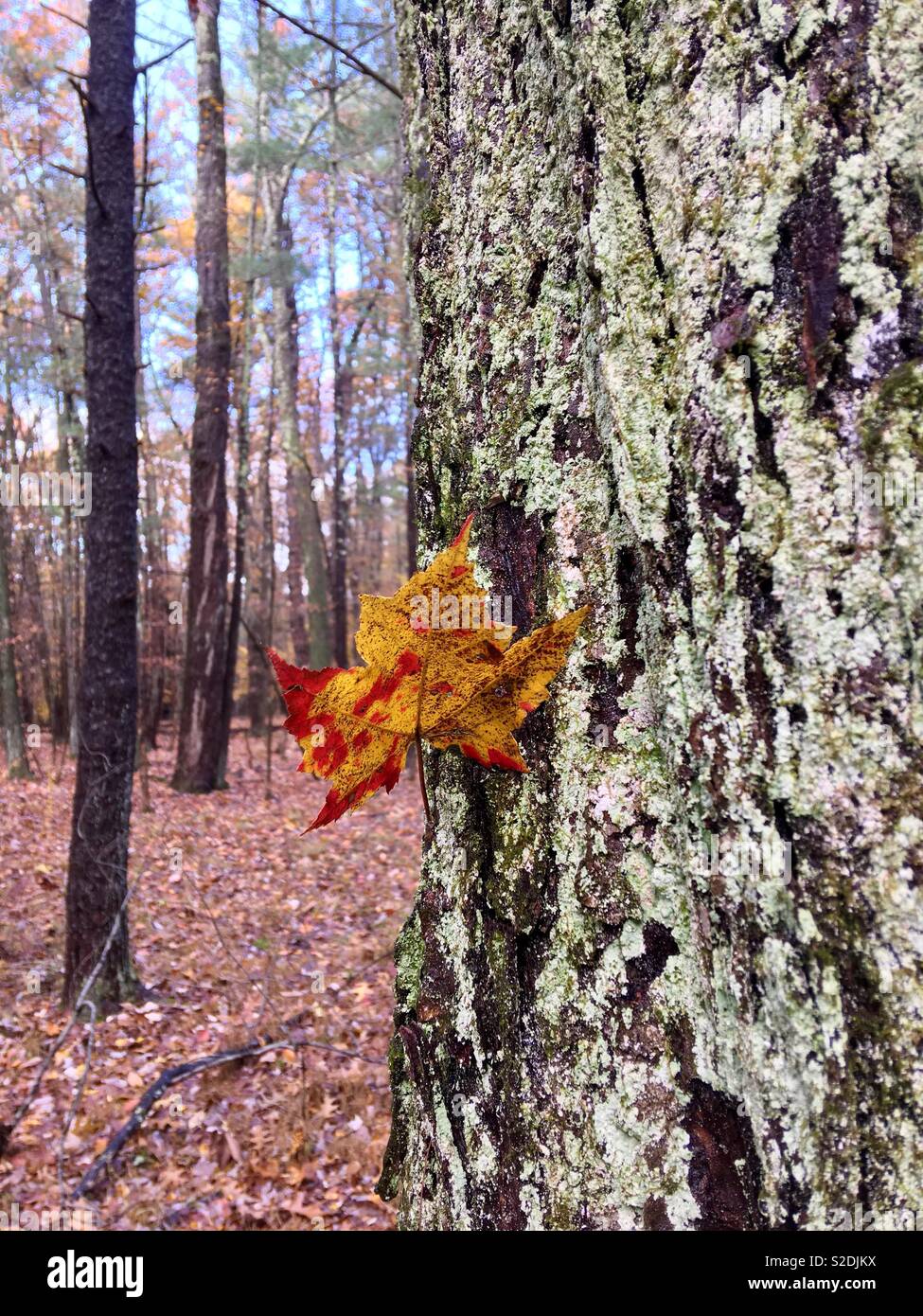 Automne - Image de stock capturée avec un smartphone