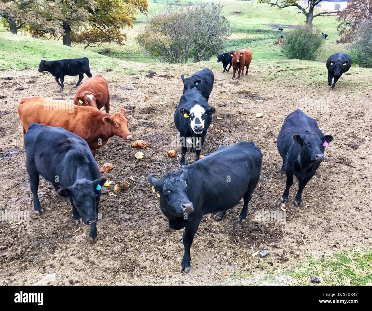 Troupeau de Black Angus, Angus rouge et noir un rassemblement génisse baldy vers la mendicité pour photographe sur les citrouilles Halloween Banque D'Images