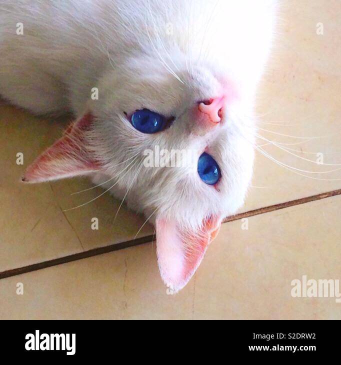 Khao Manee Thailandais Chat Domestique Avec Fourrure Blanche Yeux Bleus Photo Stock Alamy