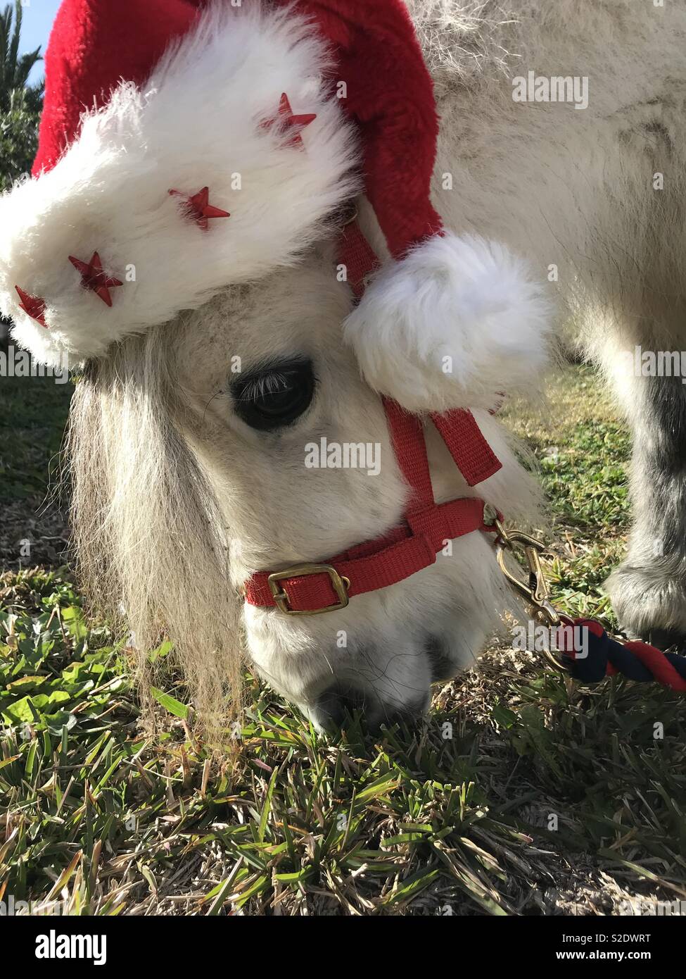 Falabella cheval miniature portant un chapeau de Père Noël Noël Banque D'Images