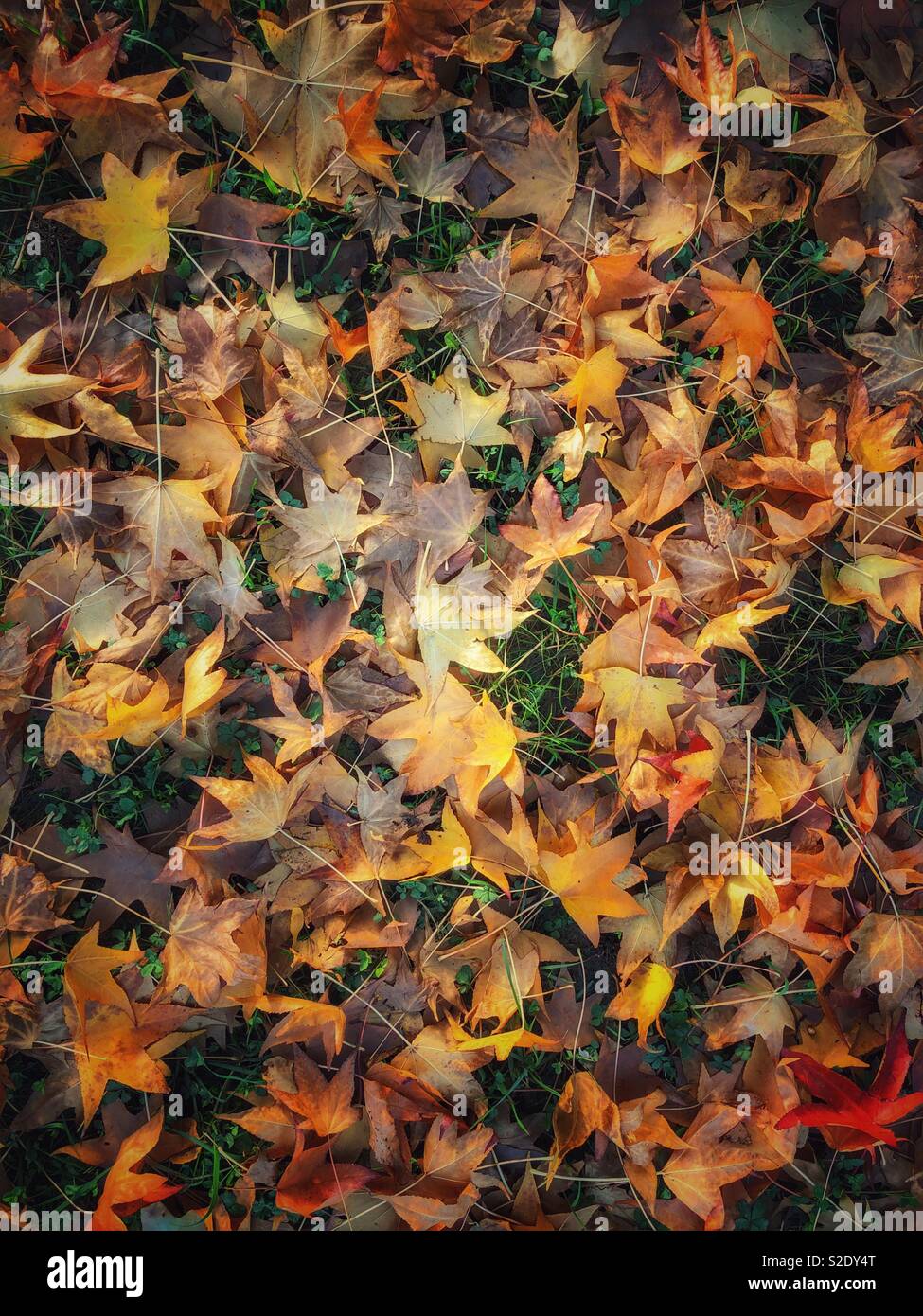 Feuilles mortes Banque D'Images