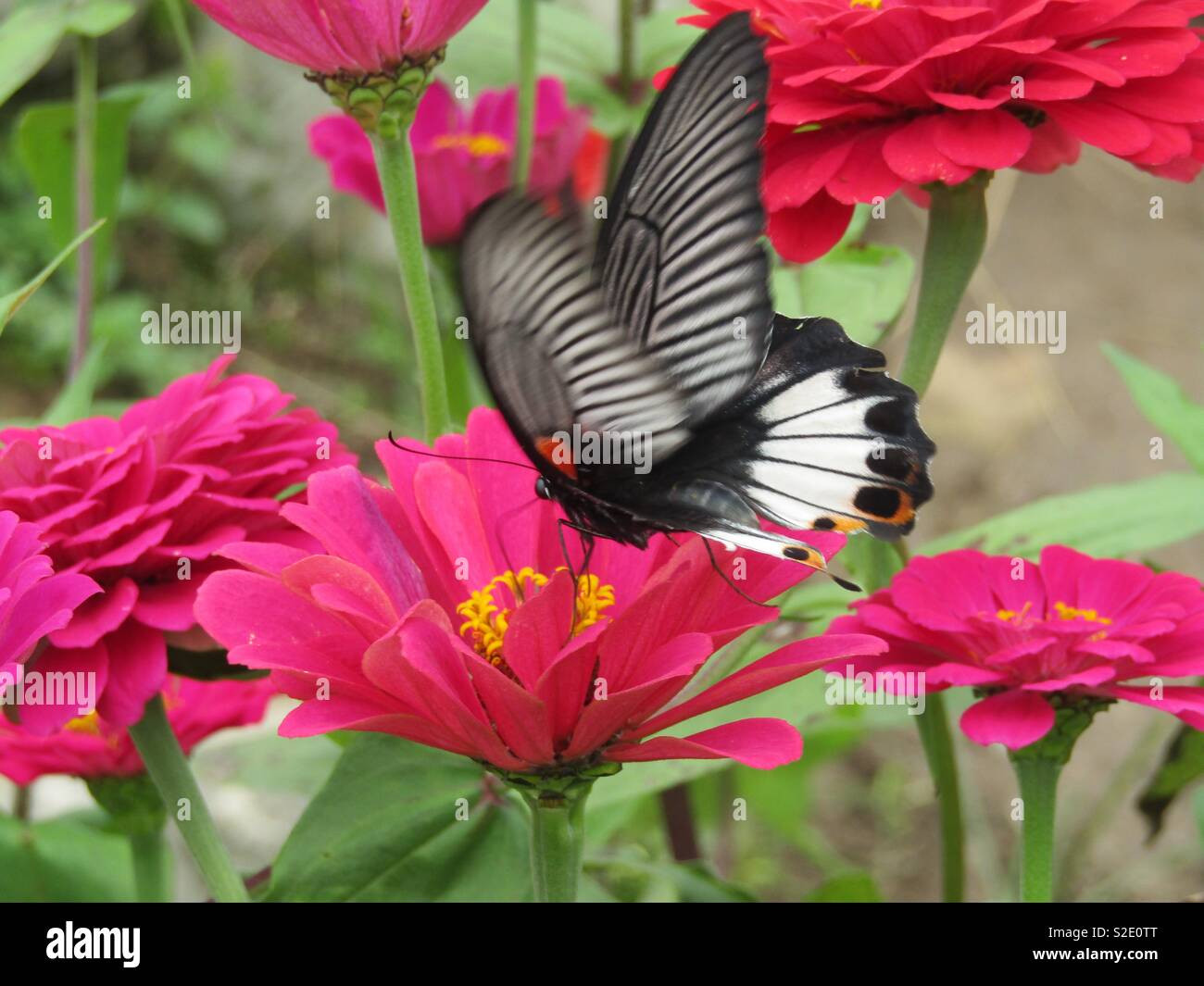 Papillon de Zhangjiajie, Chine Banque D'Images