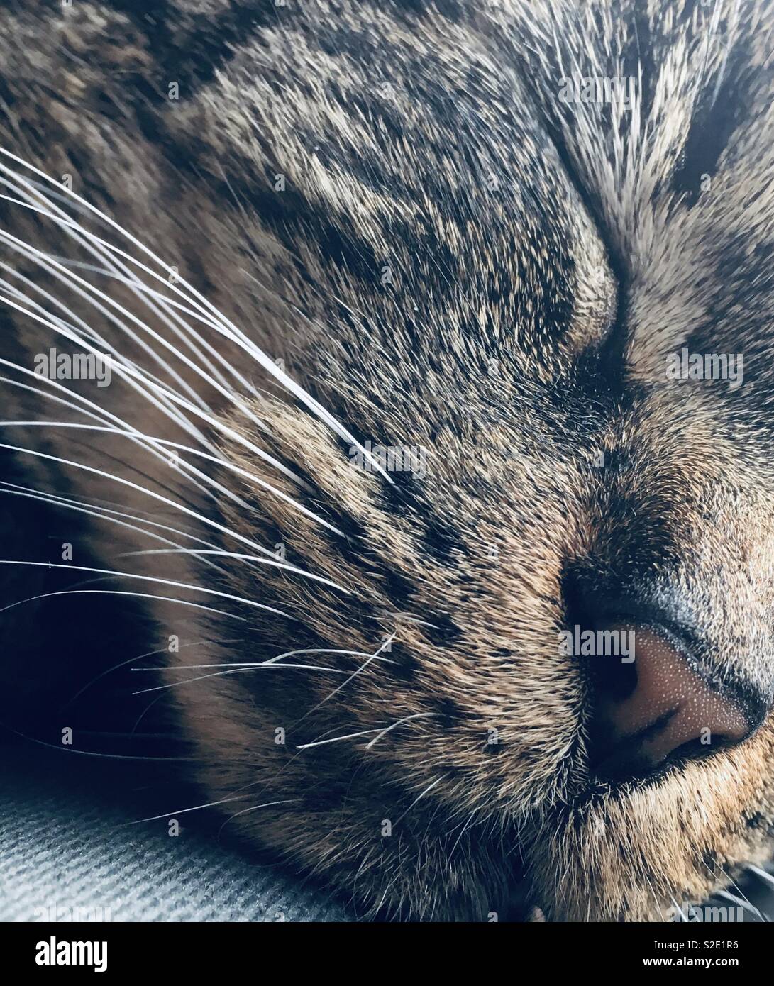 Gros plan du visage d'un chat, dormir Banque D'Images