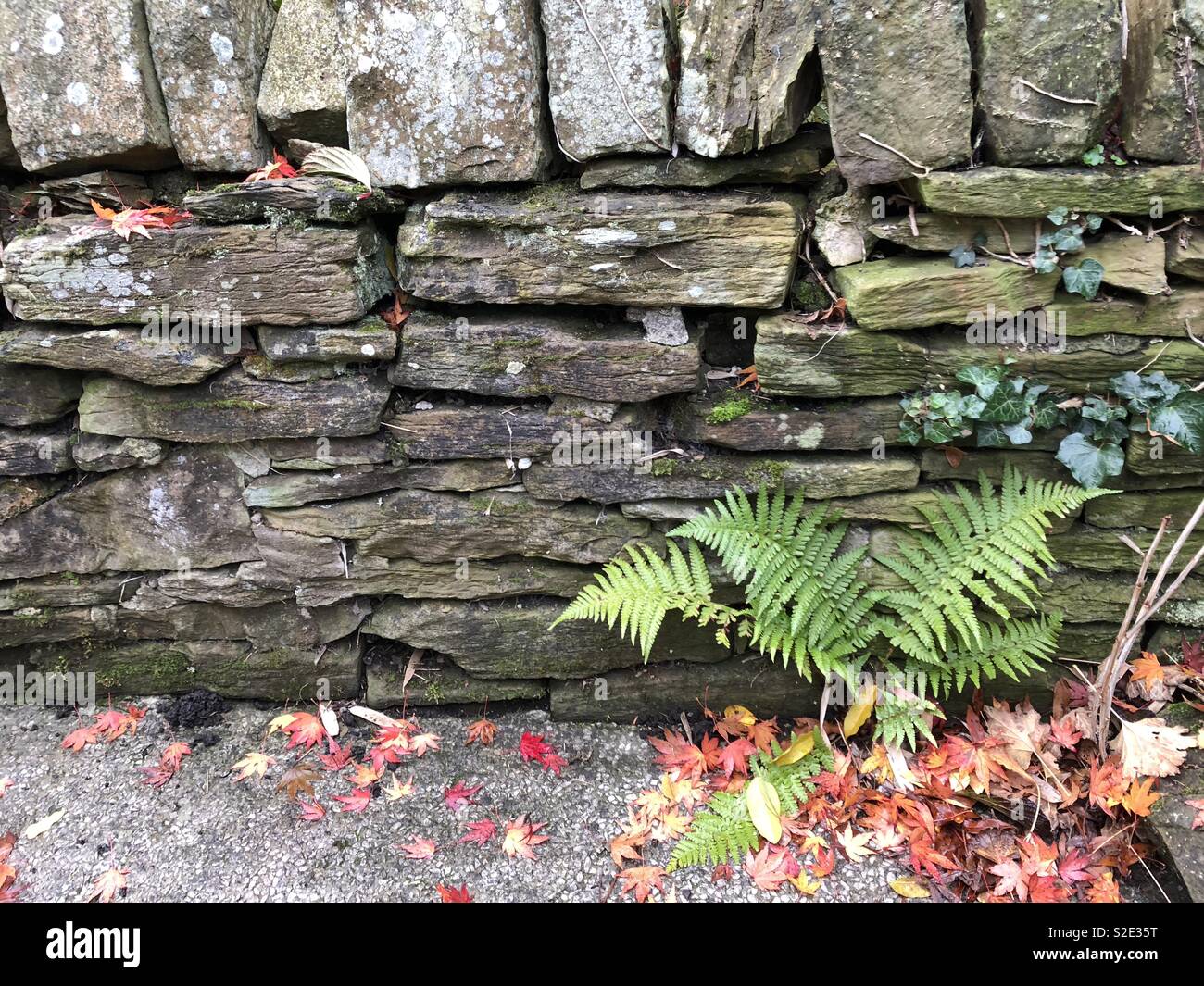 Mur de jardin en automne Banque D'Images