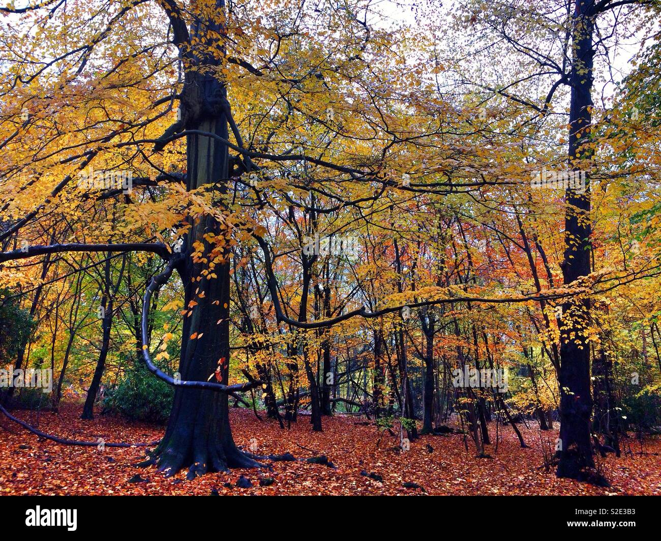 Beechwood dynamique en couleurs de l'automne. Banque D'Images