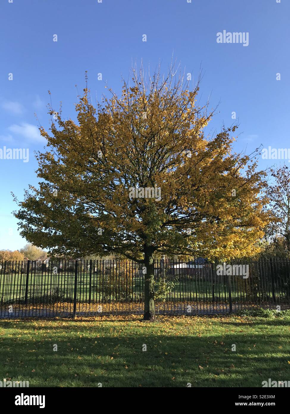 Bel arbre dans le parc à Sutton Surrey Banque D'Images