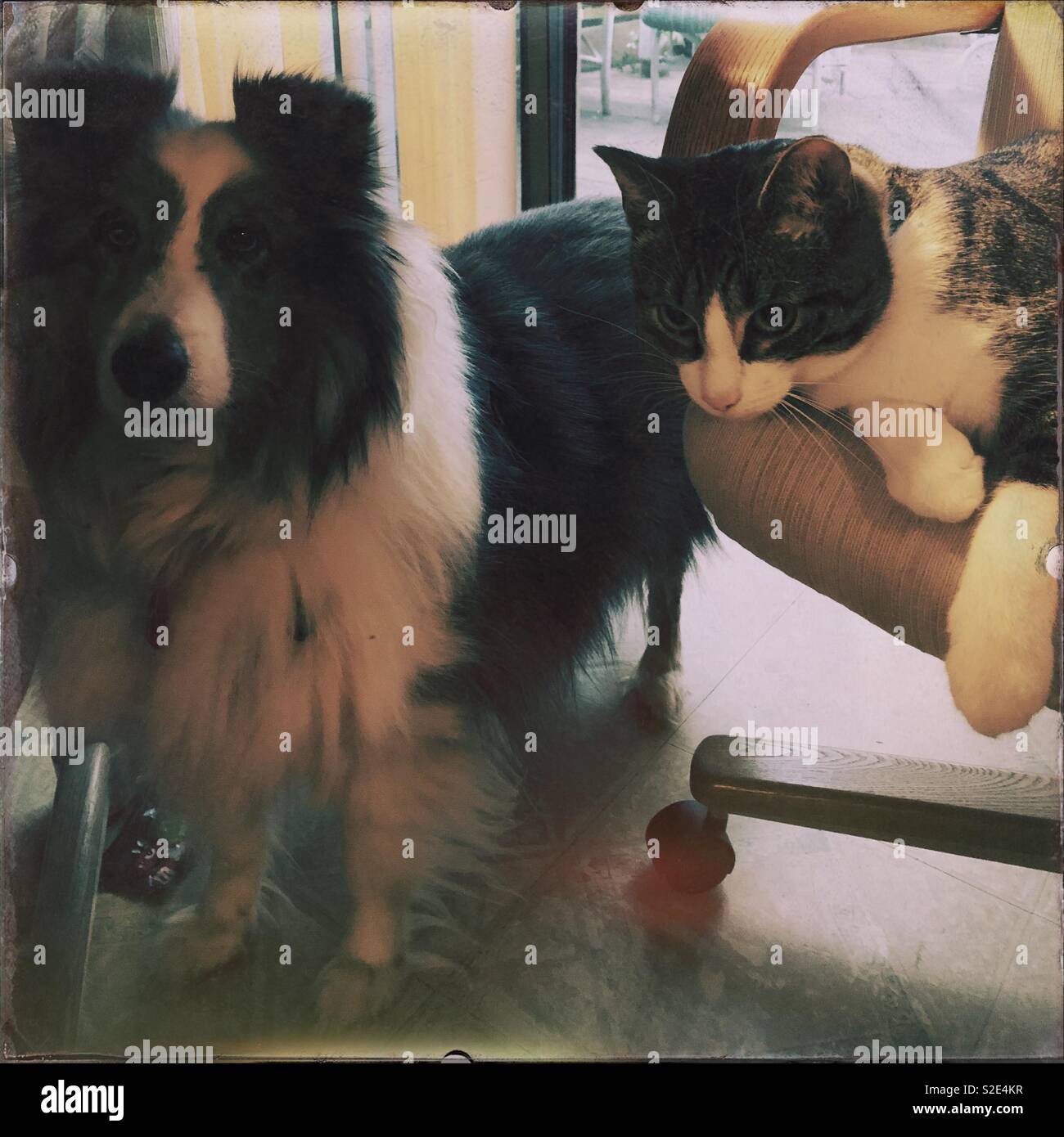 Le chien de berger Shetland et son chat à la maison Banque D'Images