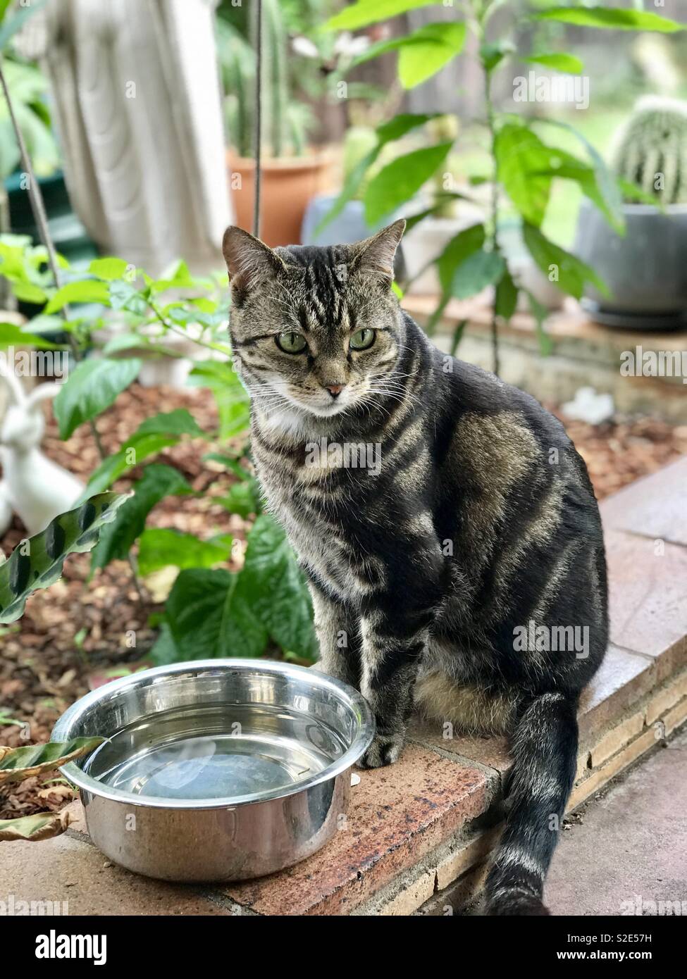 Chat debout dans le jardin près de son bol d'eau Banque D'Images