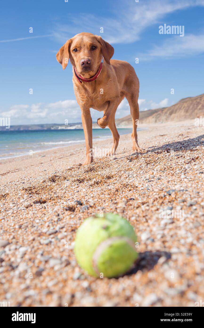 Un chien labrador retriever jaune debout sur une plage de sable fin en attente de sa balle de tennis pour être jeté dans un jeu de fetch pendant les vacances d'été - Image de stock capturée avec un smartphone