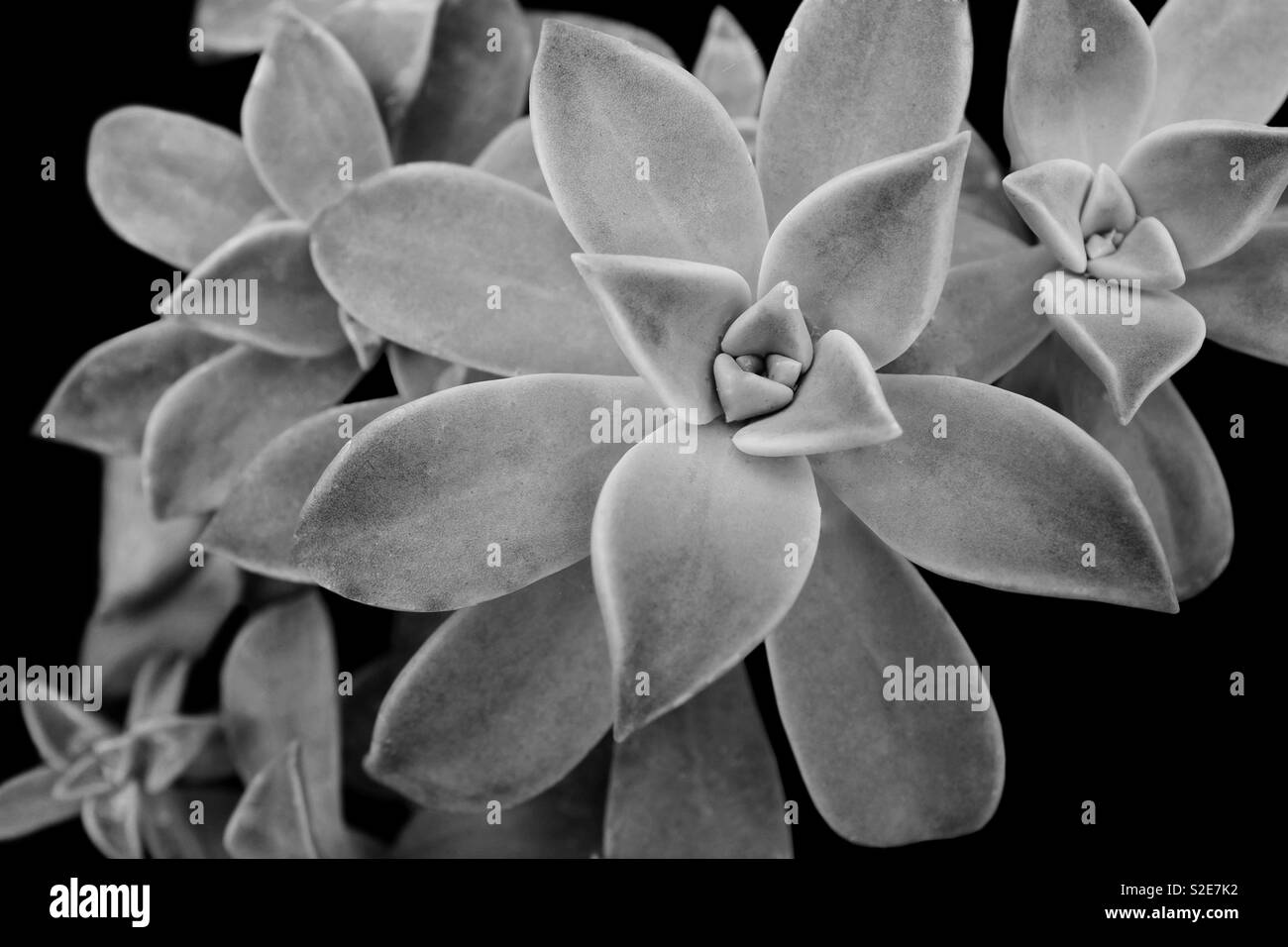 Nature fond en noir et blanc Banque D'Images