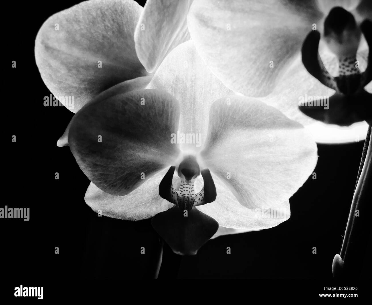 Orchidées en noir et blanc. Banque D'Images